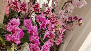 Получите громадные шапки цветов на орхидеях! Раскрываю ВСЕ, ВСЕ, ВСЕ свои секреты!