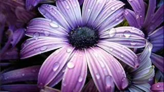 anakelly - november rain (hermosa flor morada).wmv