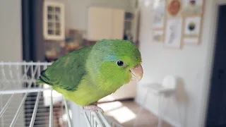 Воробьиный попугай ручной