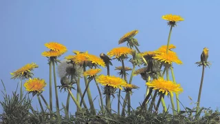 Dandelion group of flowers growing in lawn time lapse