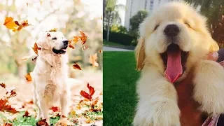 Cutes dogs | Cutest dog in the world | Cute dogs clips #4