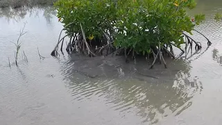 Close Encounters of the Saltwater Crocodile Kind