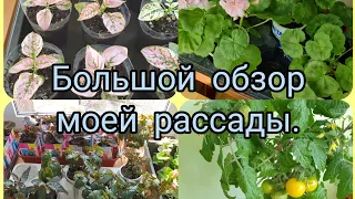 Обзор рассады на начало апреля.☘🌱☘