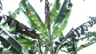 Banana Bacterial Wilt Film, How it spreads and How to control