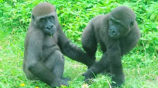 小金剛Ringo這次真的沒坐穩掉到壕溝裡Ringo didn't sit steady so fell into the ditch this time#金剛猩猩 #gorilla