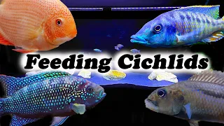 What We Feed Our Cichlids | Tips for Faster Growth