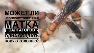 Может ли неоплодотворённая матка Harpegnathos saltator одна создать новую колонию?