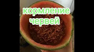 Чем  кормил червей летом.