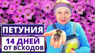 ПЕТУНИЯ 14 дней от всходов. Как не потерять нежные растения?