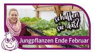 Aussaaten & Jungpflanzen im März / Februar, wie sieht es bei uns aus?