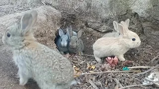 Cómo Abandonan Los CONEJOS bebés La Madriguera- La Supervivencia De Los Conejos en la Naturaleza