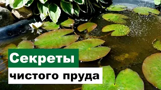 Чистый пруд - это РЕАЛЬНО! Прозрачная вода в водоёме.