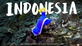 The Depths Below - Diving Lombok, Indonesia [4K]