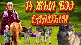 КЫМЫЗ ЖЫТТАНГАН КЫРГЫЗ ҮЙ-БҮЛӨСҮ...