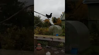 Летающая курица