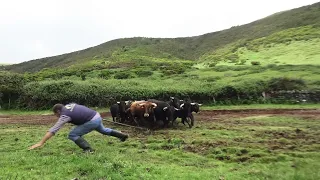 Carlos So Close To Danger - Tão Perto Do Perigo - JAF Bulls - Terceira Island - Azores