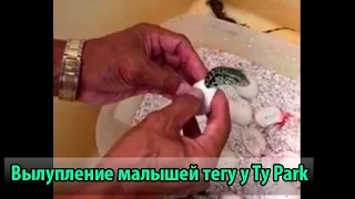 Вылупление ящериц