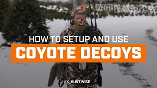 Decoying Coyotes | How to Use Coyote Decoys for Hunting