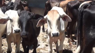 Preocupados se encuentran ganaderos en Olancho por bajos precios de la carne