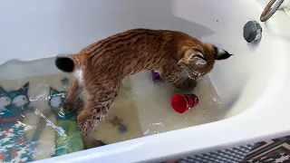 A LYNX KITTEN FALLED INTO A BATH WITH WATER /Maine Coon is outraged by the behavior of a lynx kitten