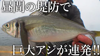 昼間から巨大アジが入れ食い！日本一尺アジが釣れる釣り公園でサビキを投げると100匹ペースの無限時合い…