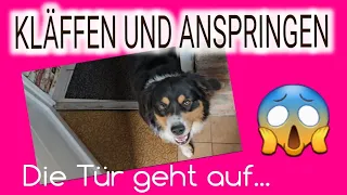 😱 DEIN HUND BELLT ⁉️ DANN TU DAS ‼️ Bellen und Anspringen abgewöhnen ⁉️ Alles klar 🐶👍