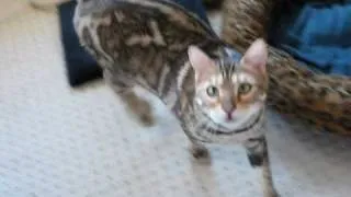 Bengal cat yawn