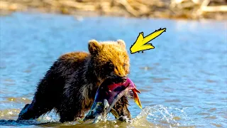 Медвежонок куда то относил рыбу. Рыбак проследил за ним и в итоге вызвал полицию