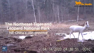 Rare white roe deer spotted again in NE China's Jilin