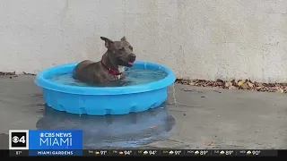Miami-Dade animal shelter coming up with solutions to keep pets cool without AC