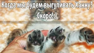 Котёнок рыси любит нежности ))