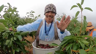 Cherry Picking in Tasmania, best seasonal work, earn upto 250$ per day.