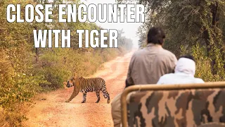 Tiger Sighting at Sariska Tiger Reserve | Man on Bike in front of Wild Tiger ST-21