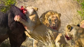 Lions Hunt Buffalo - Fascinating facts in the wild