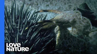 Coral Killing Crown-of-Thorns Starfish Destroyed By Giant Snail