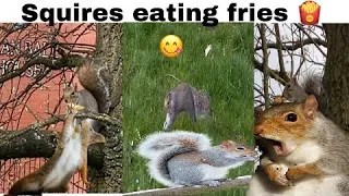 squirrels,funny squirrel compilation,cat vs squirrel,dog vs squirrel. Video for dogs ~cat  to watch