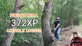 Testing my brand new Husqvarna 372xp _ cutting down oak tree _ AXEHOLE LOGGER