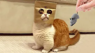 面白い猫2022 - インターネット上の面白い猫のビデオのコンパイル