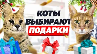 Новогодняя вечеринка у котиков 😸 Реакция котов на ёлку и подарки 🎄🎁