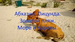 Абхазия. Пицунда. Золотой пляж. Море и Коровы.