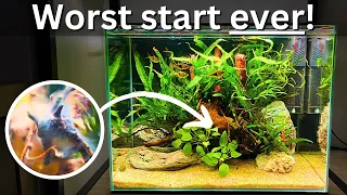 WORST aquarium start ever! How to deal with fungus and bad tank start?