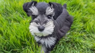 Trained Miniature Schnauzer puppy - SO CUTE!!