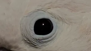 Cockatoo Stare Down