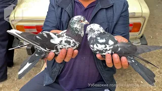 Птичий рынок г. Ташкент - ГОЛУБИ (01.05.2021) / Uzbek Pigeons