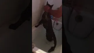 Maine Coon takes a shower