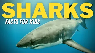 Facts About Sharks For Kids | All About Sharks For Kids