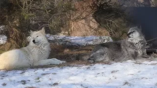 Wolf Howl Duet