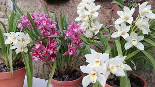 ¿Empezamos a Cuidar Cymbidium desde cero?