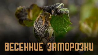 Первые весенние заморозки