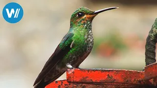 Costa Rica erleben - Pures Leben im Land der Regenwälder und Vulkane (Planet HD)